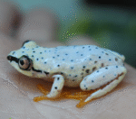 Blue Back Reed Frog
