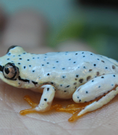 Blue Back Reed Frog