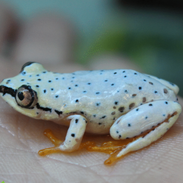 Blue Back Reed Frog