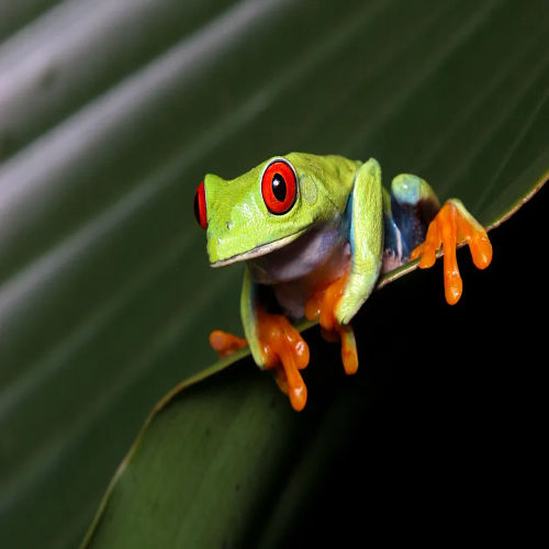 Tree Frogs for Sale