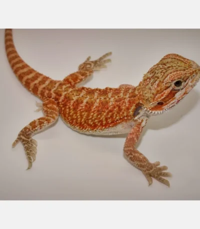 Premium Red Bearded Dragon Baby