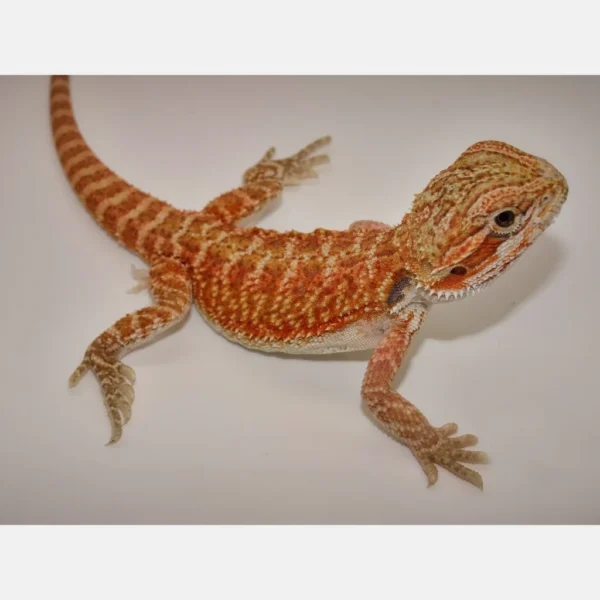 Premium Red Bearded Dragon Baby