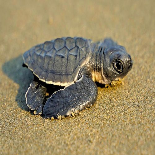 Turtles