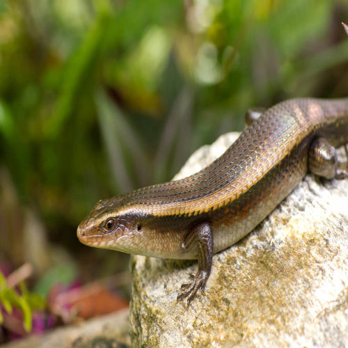 Skinks for Sale