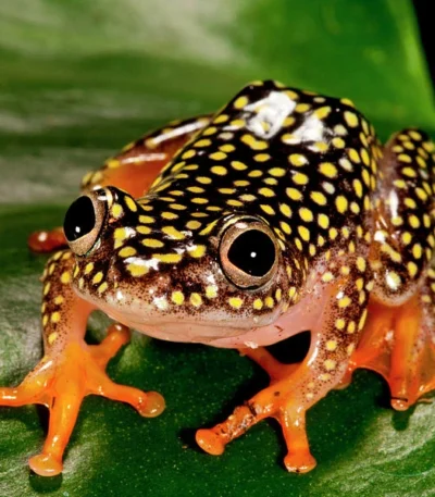 Starry Night Reed Frog