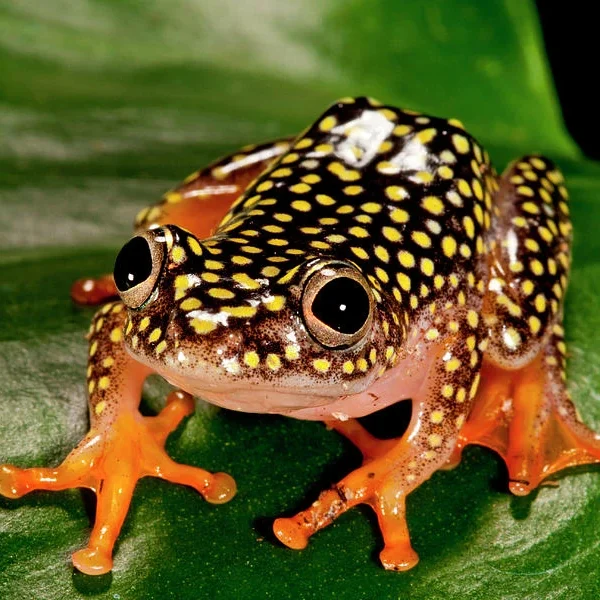 Starry Night Reed Frog