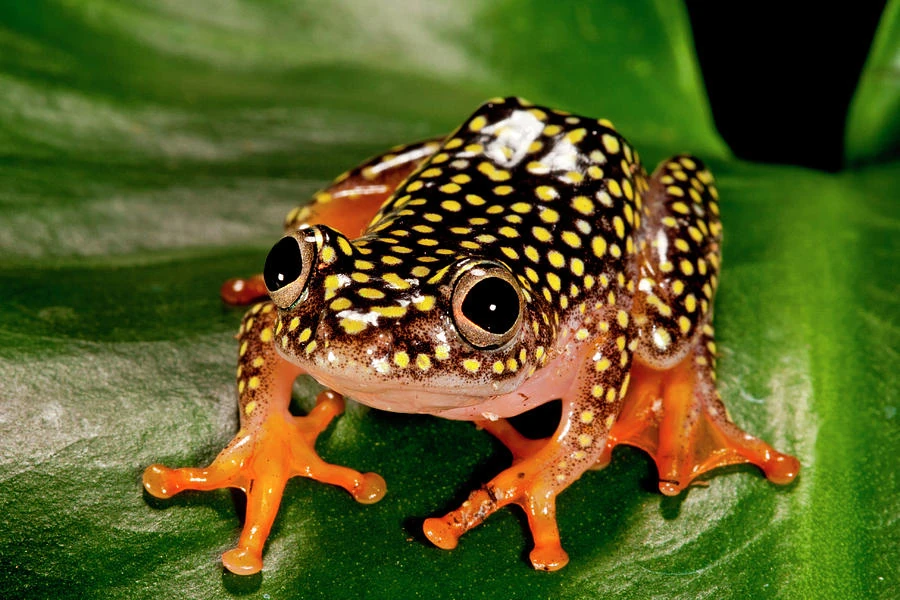 Starry Night Reed Frog