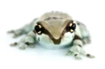 Trachycephalus resinifictrix Amazon Milk Frog - Image 2