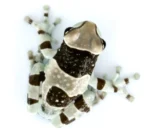 Trachycephalus resinifictrix Amazon Milk Frog - Image 3