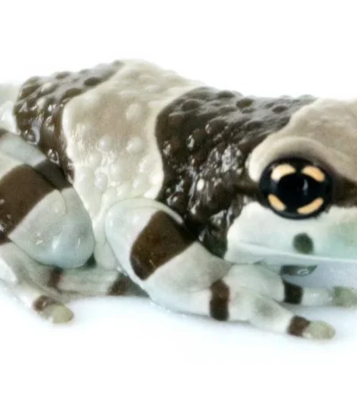Amazon Milk Frog