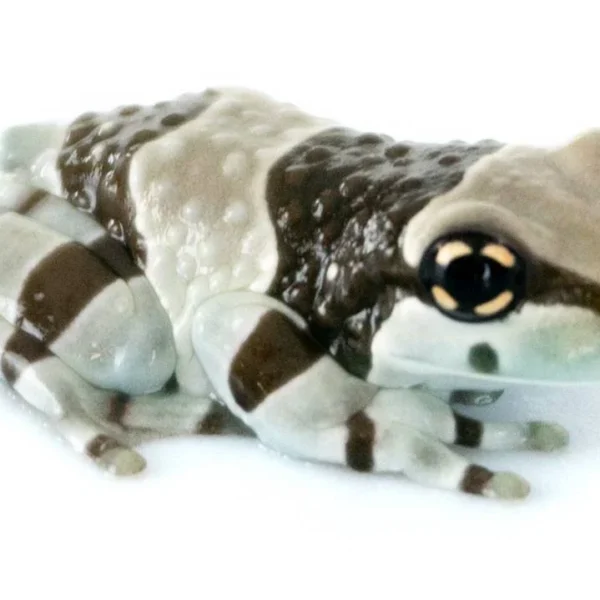 Amazon Milk Frog