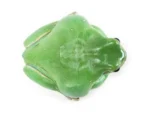 Litoria caerulea Australian White's Tree Frog (Captive Bred) - Image 3