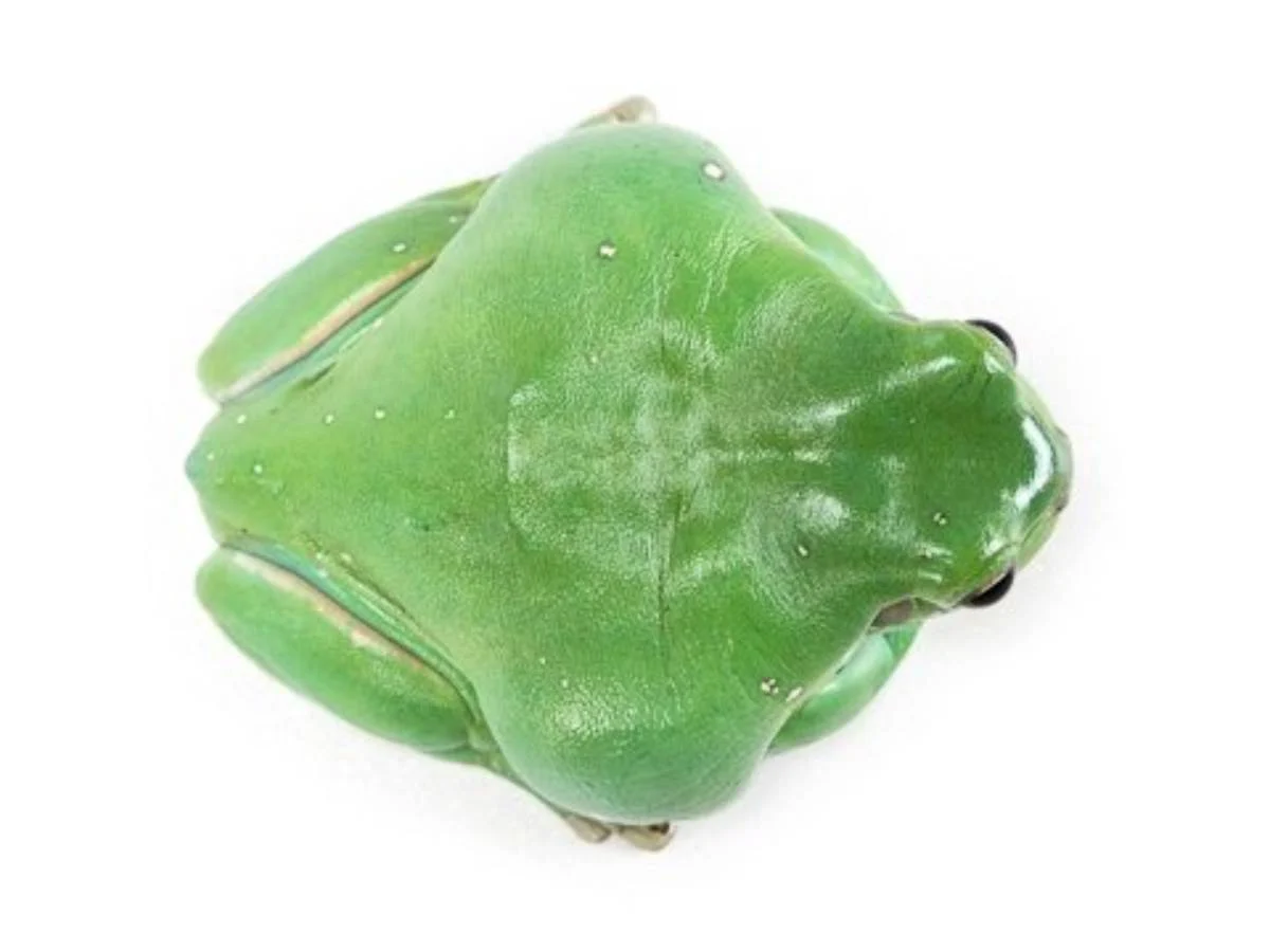 Litoria caerulea Australian White's Tree Frog (Captive Bred) - Image 3