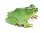 Litoria caerulea Australian White's Tree Frog (Captive Bred) - Image 2