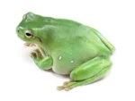 Litoria caerulea Australian White's Tree Frog
