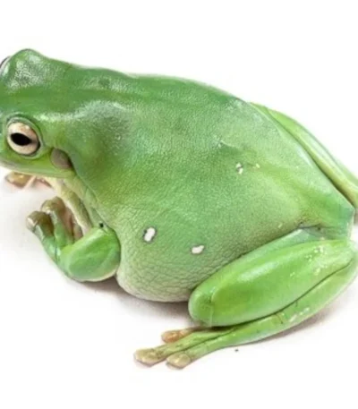 Litoria caerulea Australian White's Tree Frog