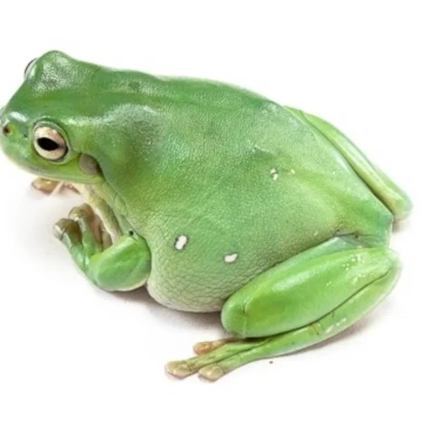 Litoria caerulea Australian White's Tree Frog