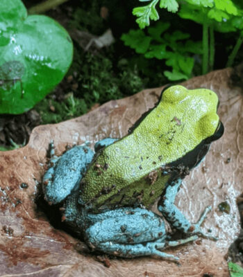 Blue-legged mantella, Mantella expectata