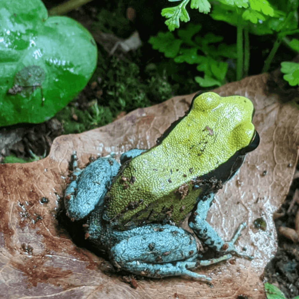 Blue-legged mantella, Mantella expectata