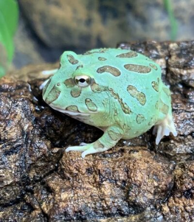 Samurai Blue PacMan Frog (Ceratophrys cranwelli)