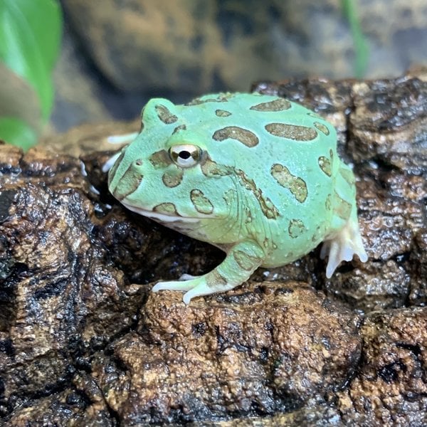 Samurai Blue PacMan Frog (Ceratophrys cranwelli)