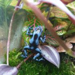 D endrobates auratusBlue auratus dart frogs - Image 2