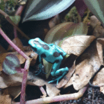 D endrobates auratusBlue auratus dart frogs - Image 3