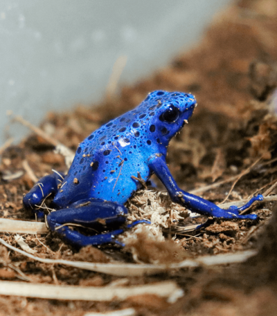 Dendrobates Tinctorius 'Azureus' | Blue Poison Dart