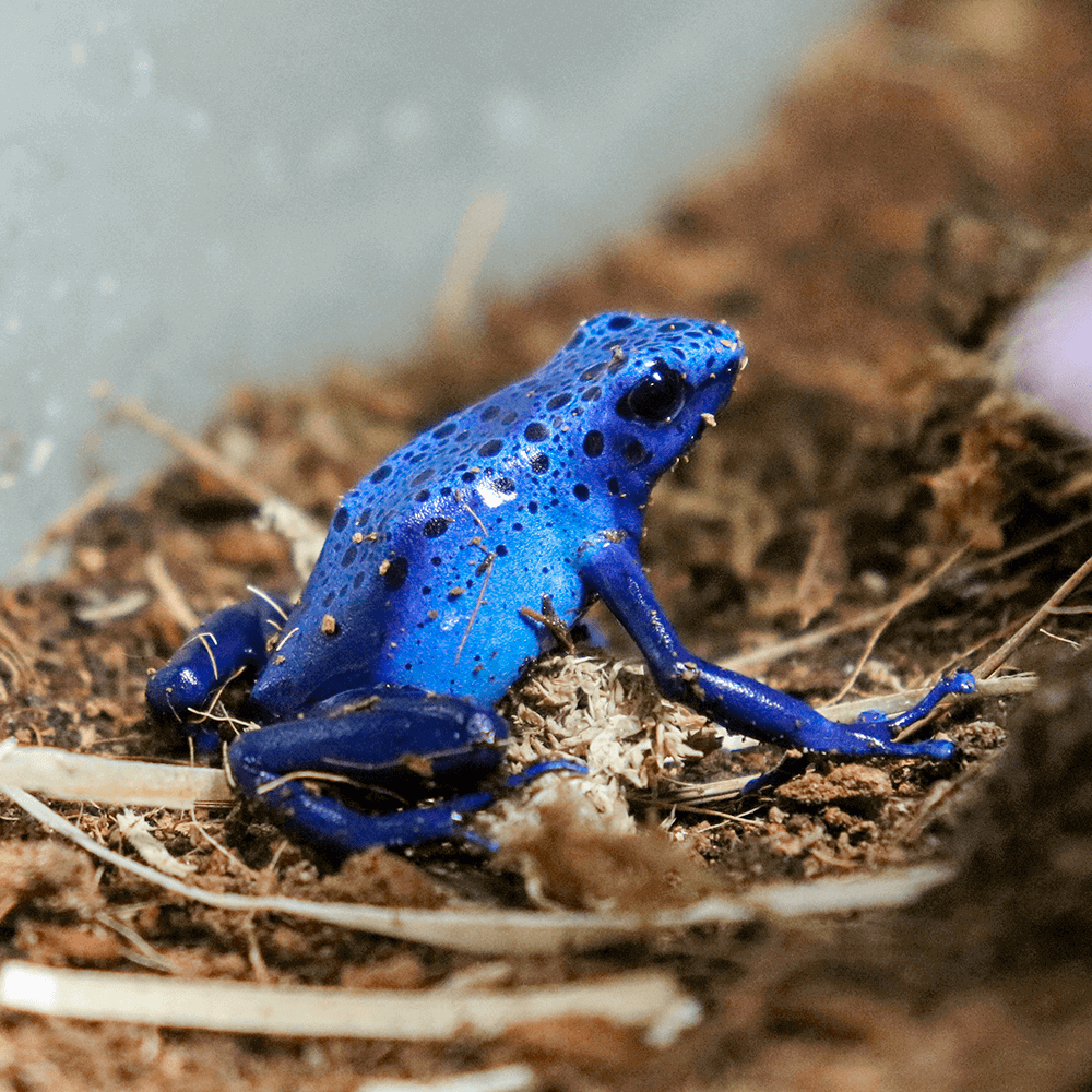 Dendrobates Tinctorius 'Azureus' | Blue Poison Dart