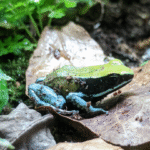 Blue-legged mantella Mantella expectata - Image 2