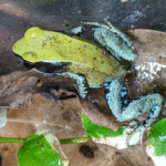 Blue-legged mantella Mantella expectata - Image 3