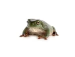 Australian White's Tree Frog - (Litoria caerulea ) - Image 3