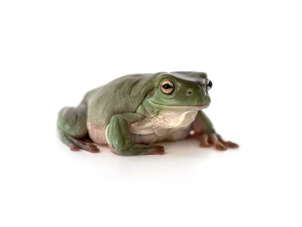 Australian White's Tree Frog