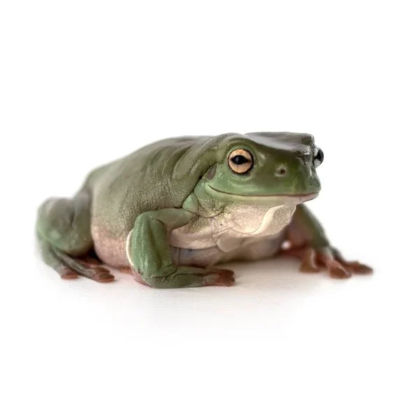 Australian White's Tree Frog