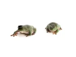 Australian White's Tree Frog - (Litoria caerulea ) - Image 2
