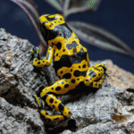 Bumblebee dart frogs Dendrobates leucomelas - Image 3