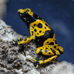 Bumblebee dart frogs Dendrobates leucomelas - Image 2