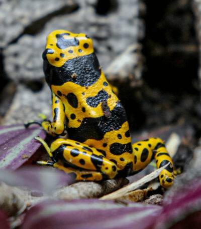 Bumblebee dart frogs, Dendrobates leucomelas
