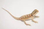 Citrus Bearded Dragon (Pogona vitticeps) - Image 2