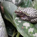 Starry Night Reed Frog - (Heterixalus alboguttatus Captive Bred) - Image 2