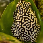 Starry Night Reed Frog - (Heterixalus alboguttatus Captive Bred) - Image 3