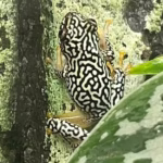 Starry Night Reed Frog