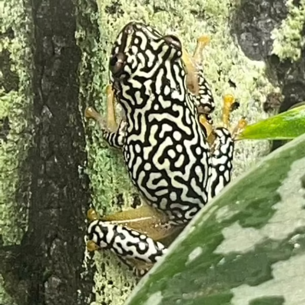 Starry Night Reed Frog