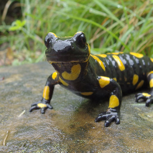 Salamanders for Sale