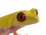 Albino Red-Eyed Tree Frog - (Agalychnis callidryas) - Image 2