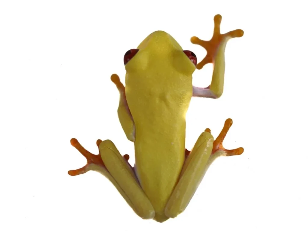 Albino Red-Eyed Tree Frog