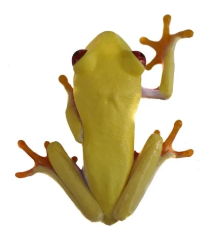 Albino Red-Eyed Tree Frog