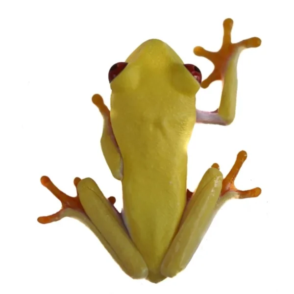 Albino Red-Eyed Tree Frog