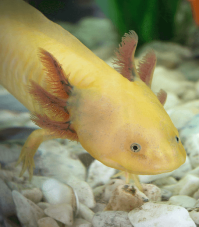Golden Axolotl