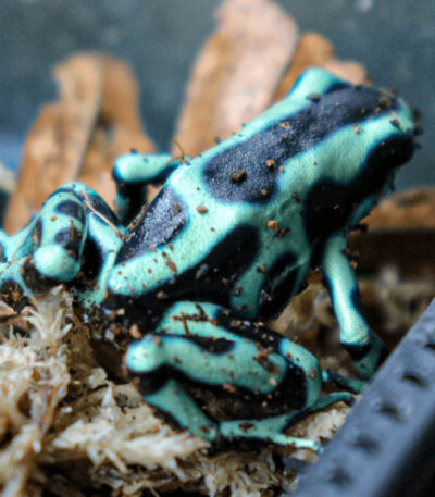 Green Dendrobates auratus dart frogs
